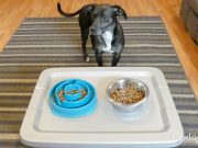DIY Dog Bowl Stand for Less Than $20 DIY Dog Food Station made from plastic box