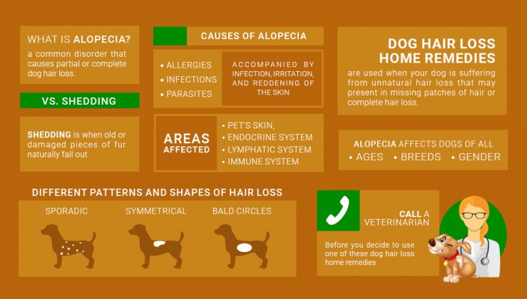 dog hair loss home remedies