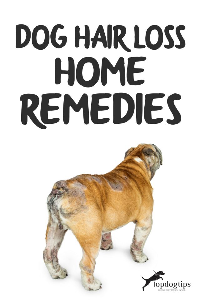 Dog Hair Loss Home Remedies Top Dog Tips