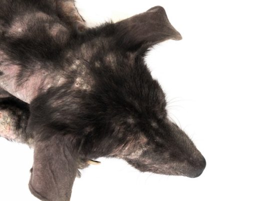 Dog Hair Loss Home Remedies Dog Hair Loss Home Remedies