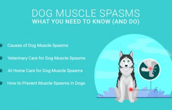 Dog Muscle Spasms: What You Need to Know (and Do) Dog Muscle Spasms- What You Need to Know (and Do)