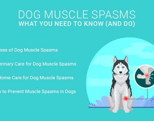 Dog Muscle Spasms: What You Need to Know (and Do) Dog Muscle Spasms- What You Need to Know (and Do)