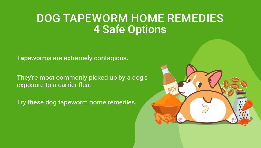 Dog Tapeworm Home Remedies 4 Safe Options Top Dog Tips