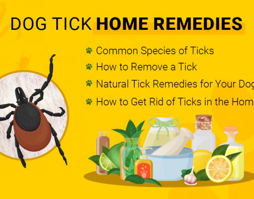 Home Remedies for Ticks on Dogs Dog Tick Home Remedies