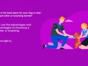 Pet Sitter or Boarding (Choose What’s Best For You) Pet Sitter or Boarding (Choose What's Best For You)