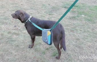 Giveaway: Spruce Leash Bag ($30+ Value) Spruce Leash Bag Giveaway