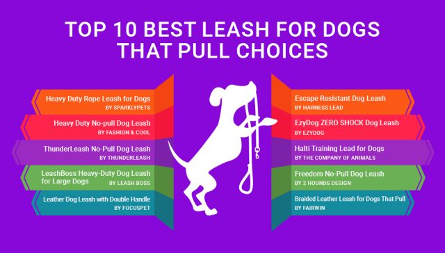 Top 10 Best Leashes for Dogs That Pull [Updated 2023]
