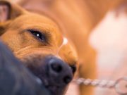 U.S. Statistics on Dog Bites (19 Breeds Compared) US Statistics on dog bites