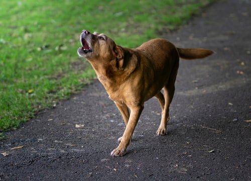 us dog bite statistics Labrador retriever 