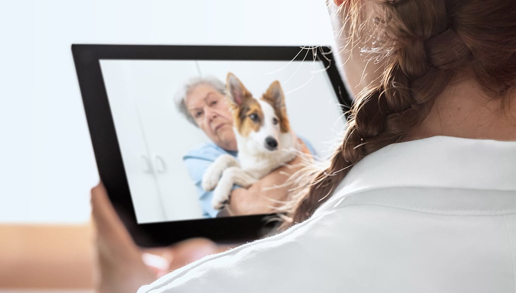 Virtual dog training class