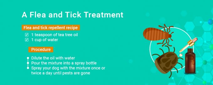 Image showcasing Tea Tree Oil for Dogs: 8 Benefits and Uses Backed by Science