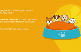 5 Tips on Choosing the Best Puppy Food for Young Dogs Best Puppy Food