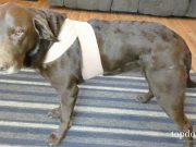 DIY Dog Anxiety Wrap: Cheap & Easy DIY Dog Anxiety Wrap