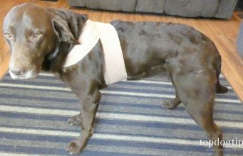 DIY Dog Anxiety Wrap: Cheap & Easy DIY Dog Anxiety Wrap
