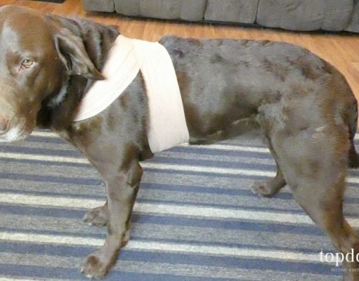 DIY Dog Anxiety Wrap: Cheap & Easy DIY Dog Anxiety Wrap