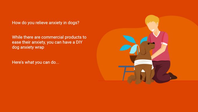 DIY Dog Anxiety Wrap: Cheap & Easy – Top Dog Tips - Feline Anxiety Wrap With Social Interaction