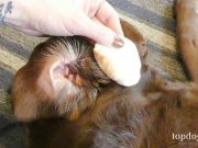 DIY Dog Ear Cleaning: How To Do It Cleaning dog ears to prevent infection