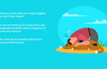Dog Breathing Hard: 30 Reasons Why and What to Do Dog Breathing Hard- 30 Reasons Why and What to Do