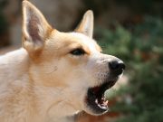 Dog Sounds: The Sounds Our Dogs Do and What They Mean Dog Sounds