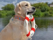 Top Dog Stories (Amazing True Stories About Dogs!) Dog Stories