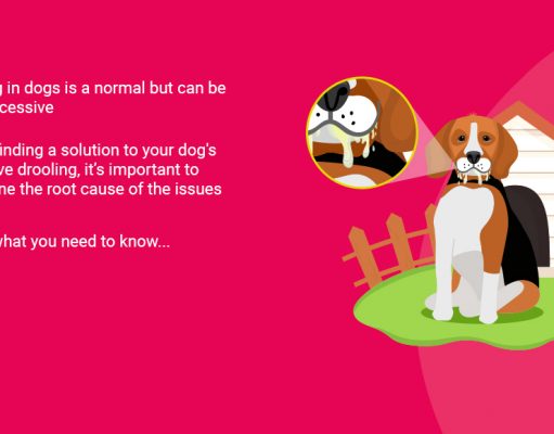 Dog’s Excessive Drooling: Why, How, and Living With It Dog's Excessive Drooling