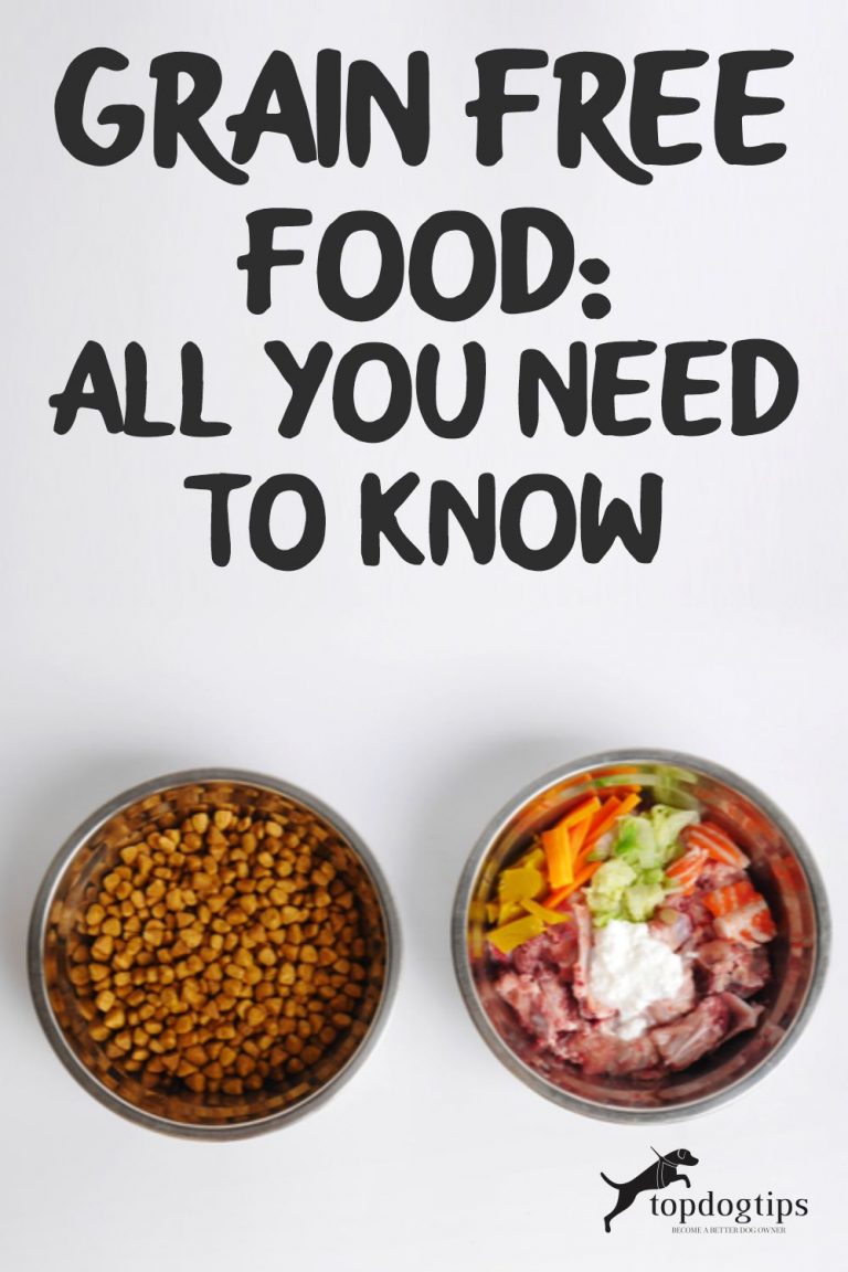 GRAIN FREE FOOD All You Need to Know