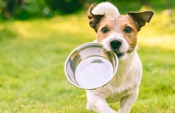 GRAIN FREE FOOD – All You Need to Know Grain Free Food