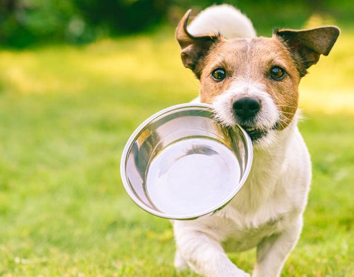 GRAIN FREE FOOD – All You Need to Know Grain Free Food