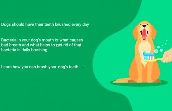 VIDEO GUIDE: Learn How To Brush Your Dog’s Teeth Brush Your Dogs Teeth