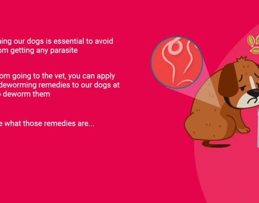 Natural Deworming for Dogs: At-Home Options to Prevent Worms Natural Deworming for Dogs