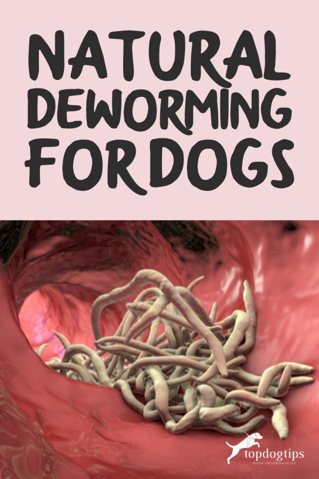 Natural Deworming for Dogs AtHome Options to Prevent Worms