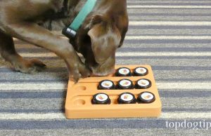 Review: Our Pets Sushi Puzzle Dog Toy Our Pets Sushi Dog Puzzle Toy