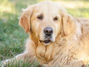 TOP #130: Sarcopenia in Dogs – What Is It and How To Treat It? Sarcopenia in Dogs