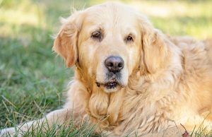 TOP #130: Sarcopenia in Dogs – What Is It and How To Treat It? Sarcopenia in Dogs