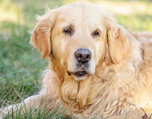 TOP #130: Sarcopenia in Dogs – What Is It and How To Treat It? Sarcopenia in Dogs