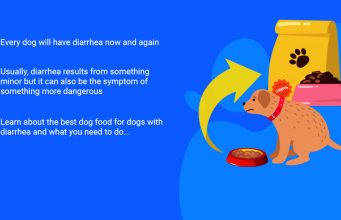 10 Best Dog Food for Dogs With Diarrhea in 2023 The Best Dog Food for Dogs With Diarrhea and Loose Stools featured image