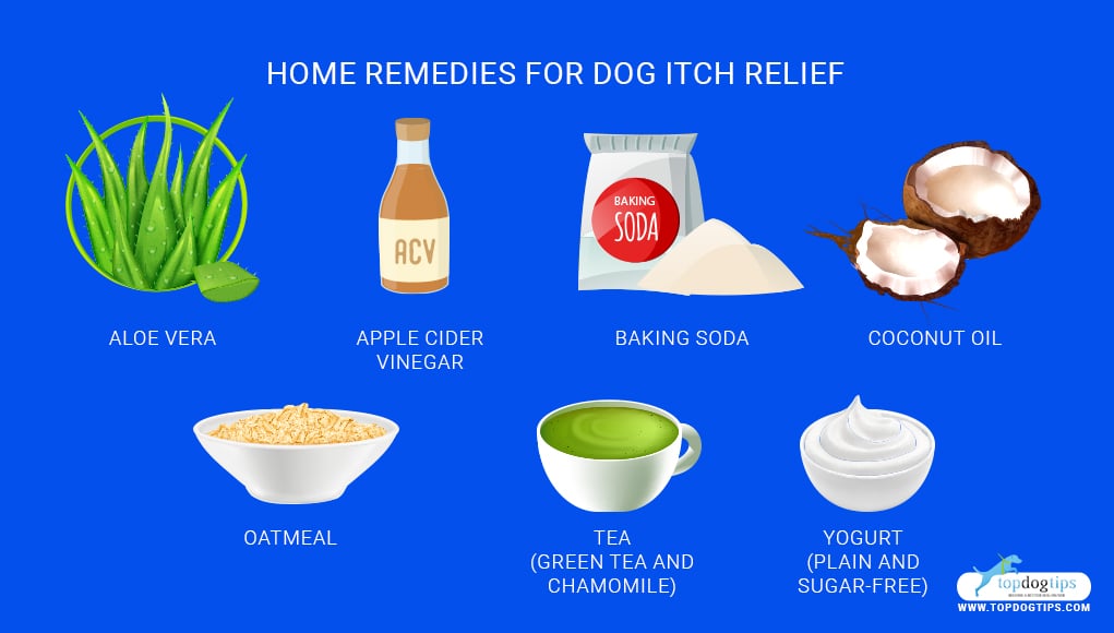 Top 5 Best Itch Relief for Dogs Remedies