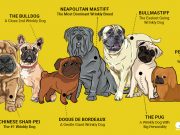 Top 7 Cutest Wrinkly Dog Breeds You Should Get Wrinkly Dog Breeds