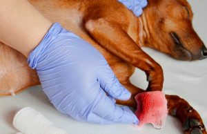 What To Do If You Cut the Nail Quick of Your Dog What To Do If You Cut the Nail Quick