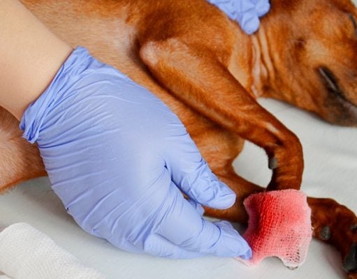 What To Do If You Cut the Nail Quick of Your Dog What To Do If You Cut the Nail Quick