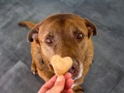 The Best Dog Treats for Kidney Disease (Low Protein) dog treats for liver disease