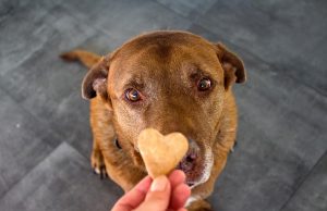 The Best Dog Treats for Kidney Disease (Low Protein) dog treats for liver disease