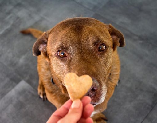 The Best Dog Treats for Kidney Disease (Low Protein) dog treats for liver disease