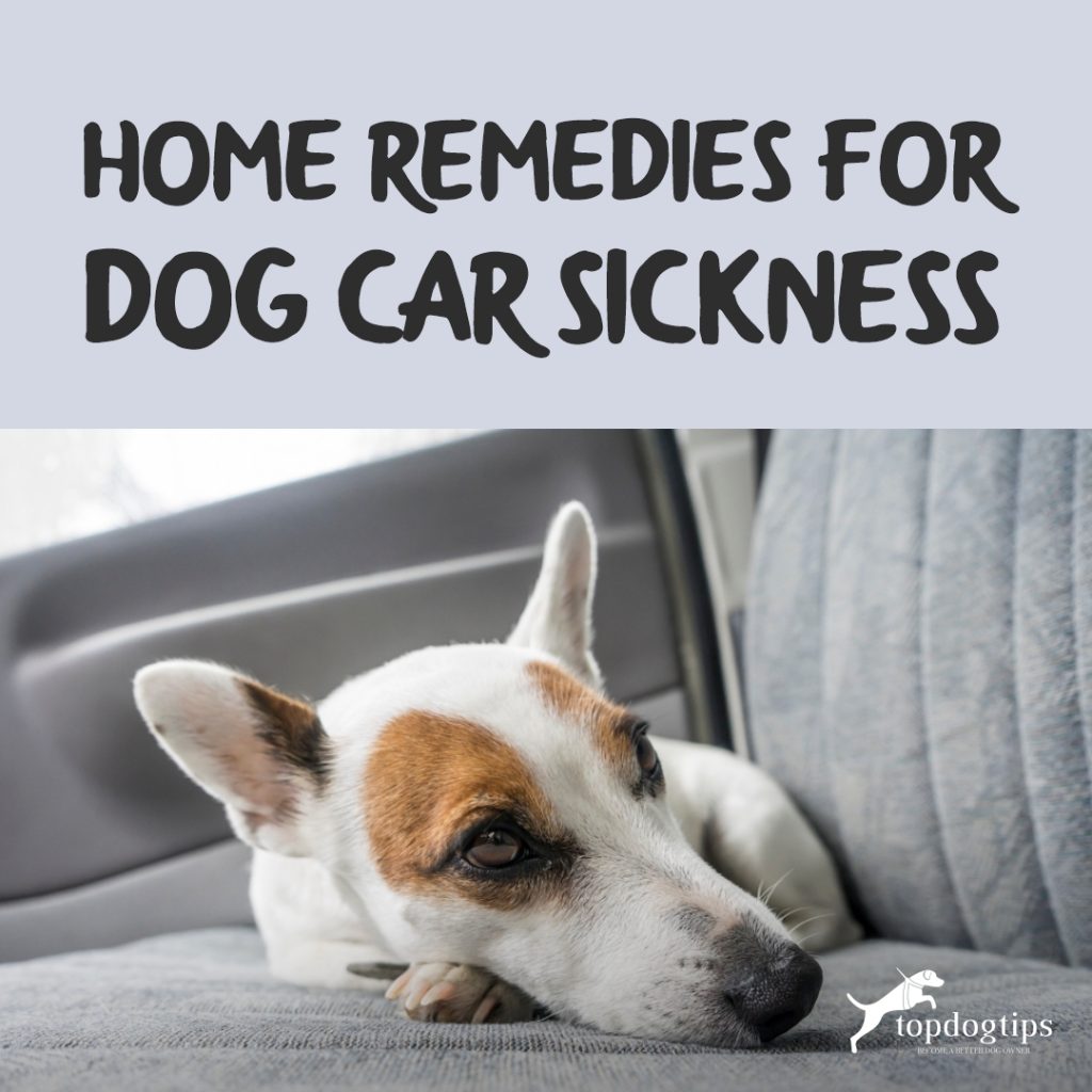 Home Remedies for Dog Car Sickness Top Dog Tips