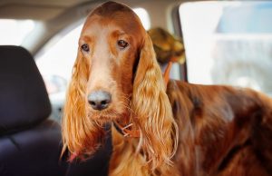 Home Remedies for Dog Car Sickness home remedies for dog car sickness
