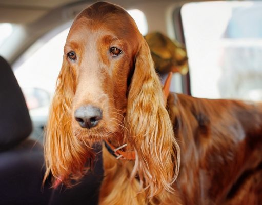 Home Remedies for Dog Car Sickness home remedies for dog car sickness