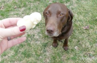 Dog Ice Cream Recipe: Apple and Honey ice cream for dogs recipe