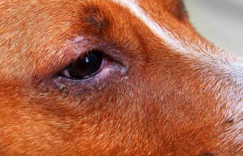 Natural Remedies for Pink Eye in Dogs natural remedies for pink eye dogs