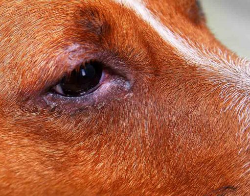 Natural Remedies for Pink Eye in Dogs natural remedies for pink eye dogs