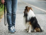 Why Not to Walk A Dog Without a Leash walking a dog without a leash